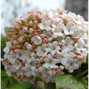 Nahaufnahme des Großblumigen Duft-Schneeballs (Viburnum carlcephalum) mit weißen Blüten und rosa Knospen.