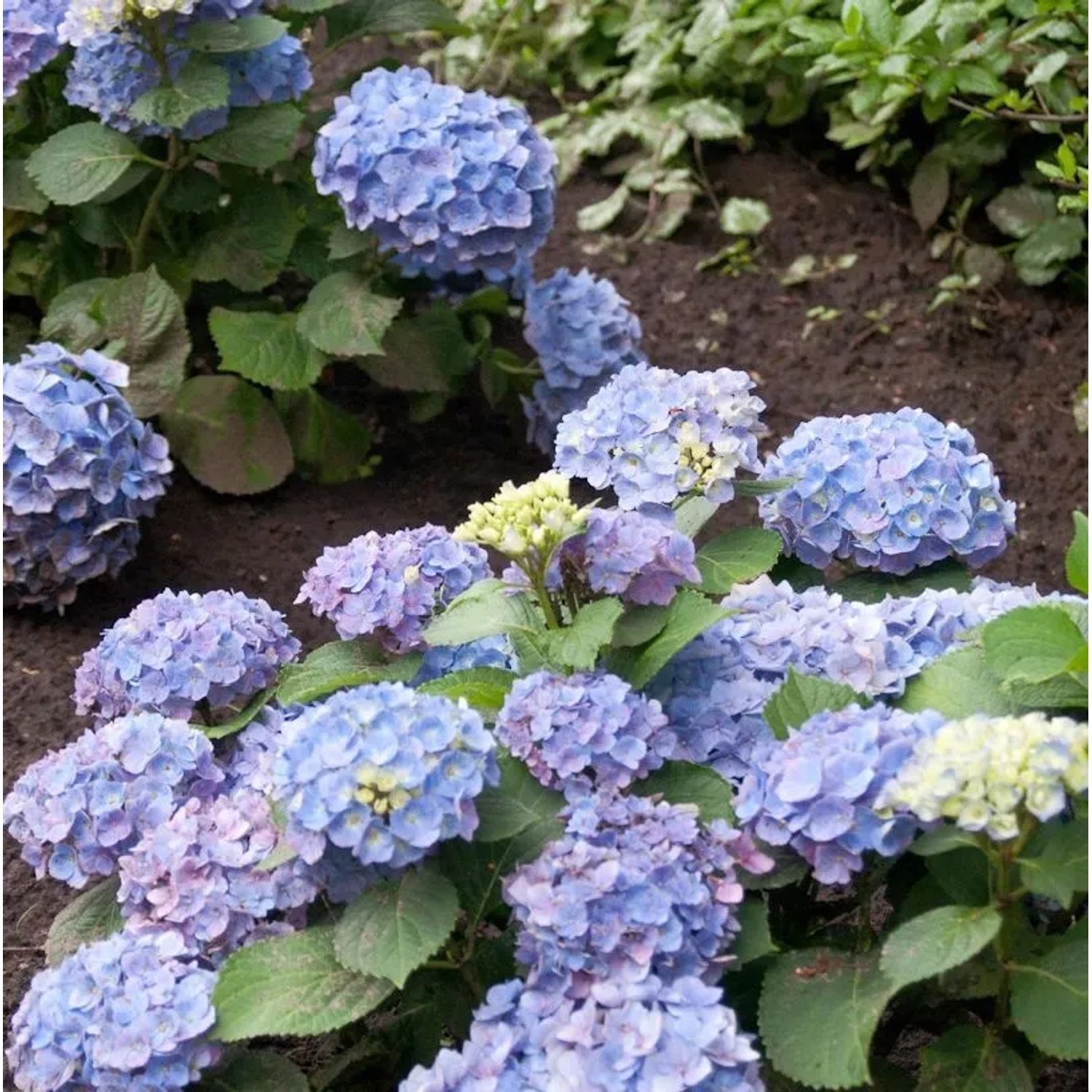 Bauernhortensie Ayesha 30-40cm - Hydrangea macrophylla