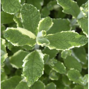 Nahaufnahme der runden, grün-weiß panaschierten Blätter der Minze Variegata.