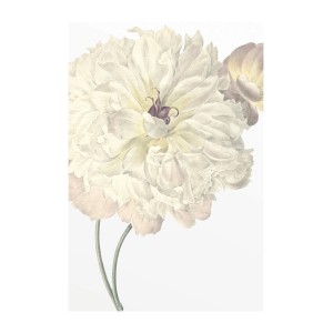 Wandbild Illustration: Zarte, weiße Dahlie, 50x70 cm. Elegantes Bild für Wohnräume.