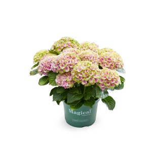Bauernhortensie "Magical Evolution" Topf-Ø ca. 10,5 cm Hydrangea macrophylla