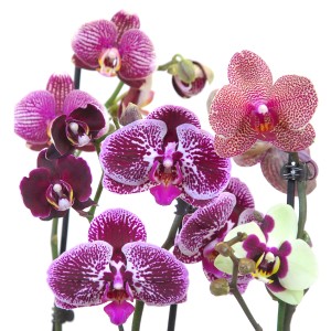 Blühende Schmetterlingsorchidee (Phalaenopsis) mit verschiedenen Blütenfarben und Mustern.