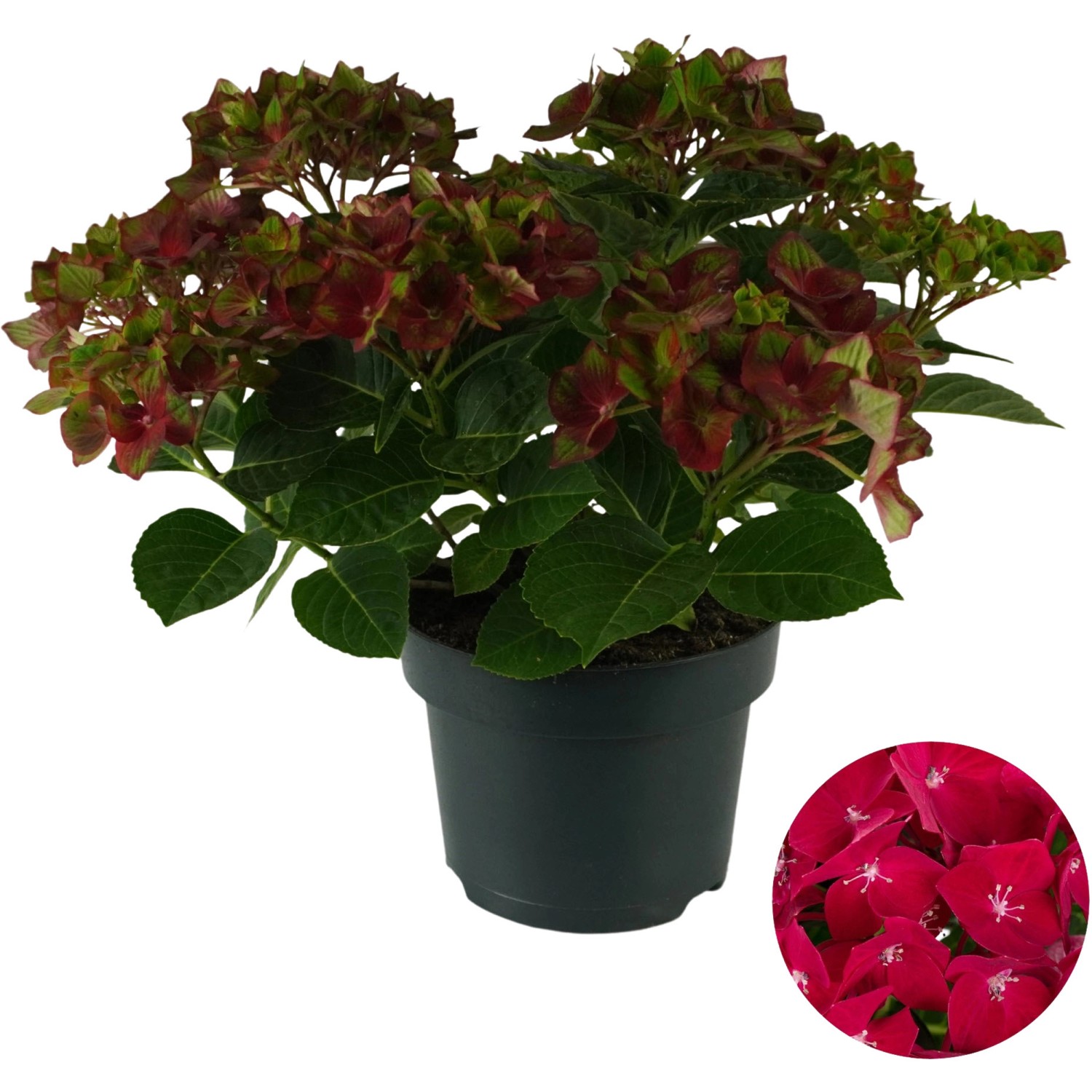 Gartenhortensie Road Red Rot Höhe ca. 30 - 40 cm Topf ca. 5 l günstig online kaufen