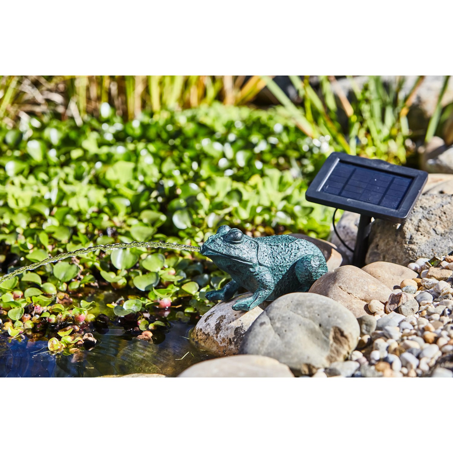 Heissner Teichfigur Frosch Solar-Set mit Pumpe im Gartenteich, Solarpanel sichtbar.