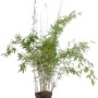 Schirmbambus 'Rufa' Set, 10 Pflanzen im Topf, ca. 175-200 cm hoch, für Hecke oder als Solitär.