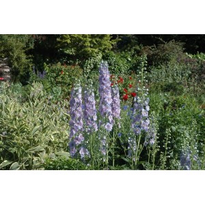 Blühender, lila Rittersporn Delphinium X Elatum Werratal im Garten.