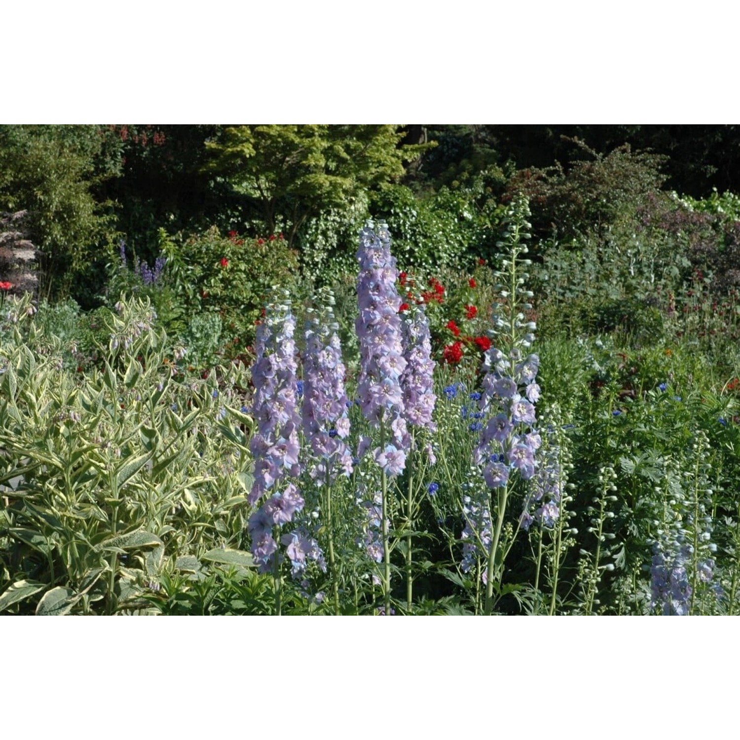 Delphinium X Elatum Werratal Rittersporn Ca. 11x11 cm Topf günstig online kaufen