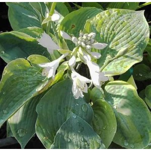 Grünblattfunkie 'Wide Brim' (Hosta sieboldiana) mit weißen Blüten und grünen Blättern.