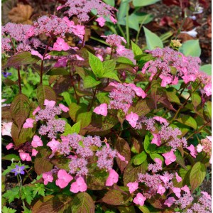 Tellerhortensie Daredevil mit roten Blättern und rosa Blüten, 20-30cm hoch.