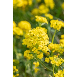 Gelbes Berg-Steinkraut 'Berggold' (Alyssum montanum) im Topf, ideal für Steingärten.
