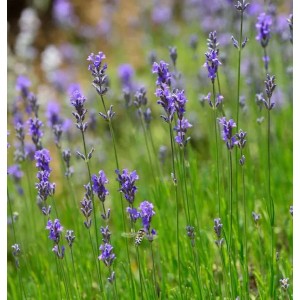 Blühender, echter Lavendel 'Dwarf Blue' im Topf, violette Blütenstände in Nahaufnahme.