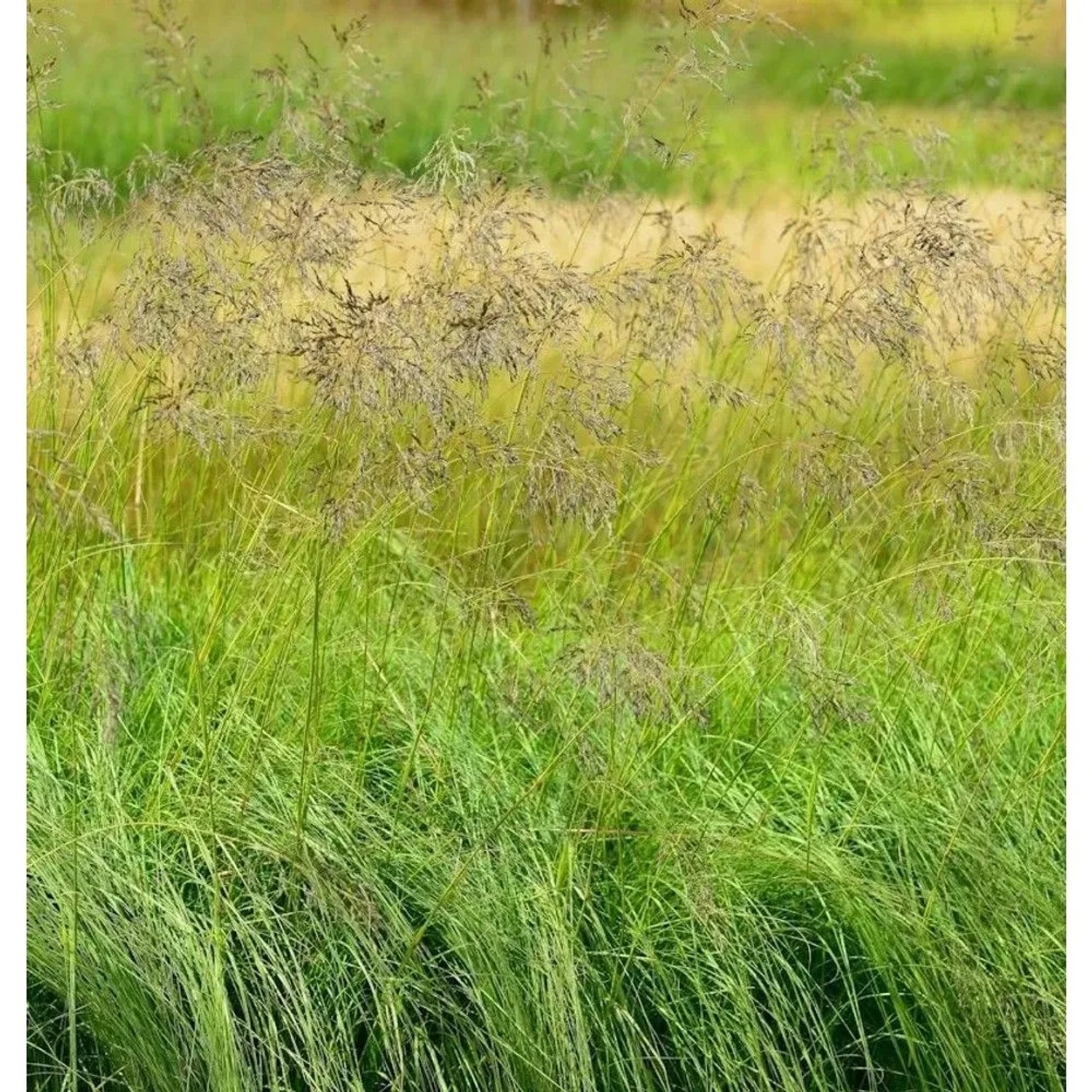 Bogen Liebesgras - großer Topf - Eragrostis curvula
