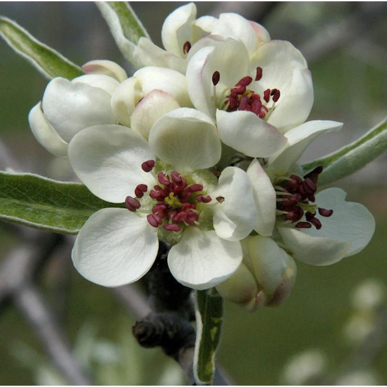 Hängende Wildbirne 60-80cm - Pyrus salicifolia Pendula günstig online kaufen