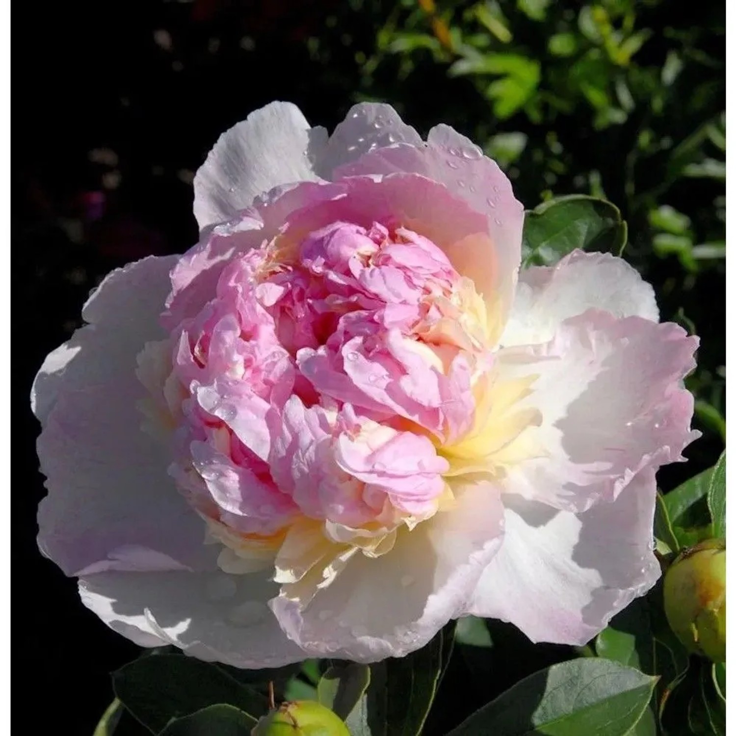 Edelpfingstrose Sorbet - Paeonia,actiflora