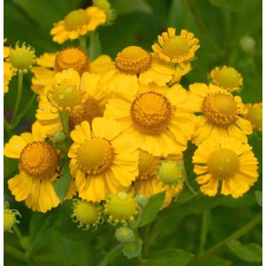 Gelbe Sonnenbraut Kanaria (Helenium cultorum), eine blühende Staude für sonnige Standorte.