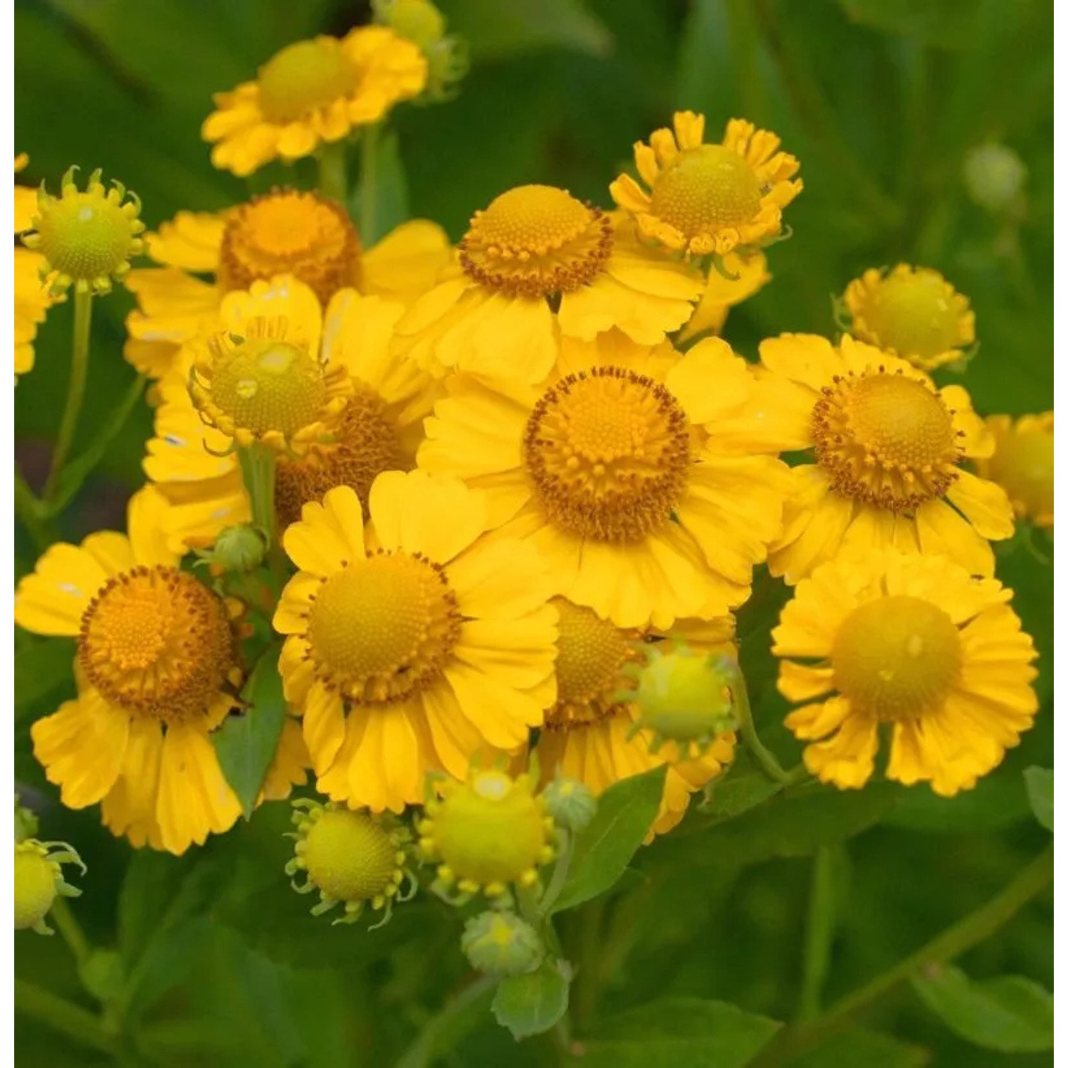 Sonnenbraut Kanaria - Helenium cultorum