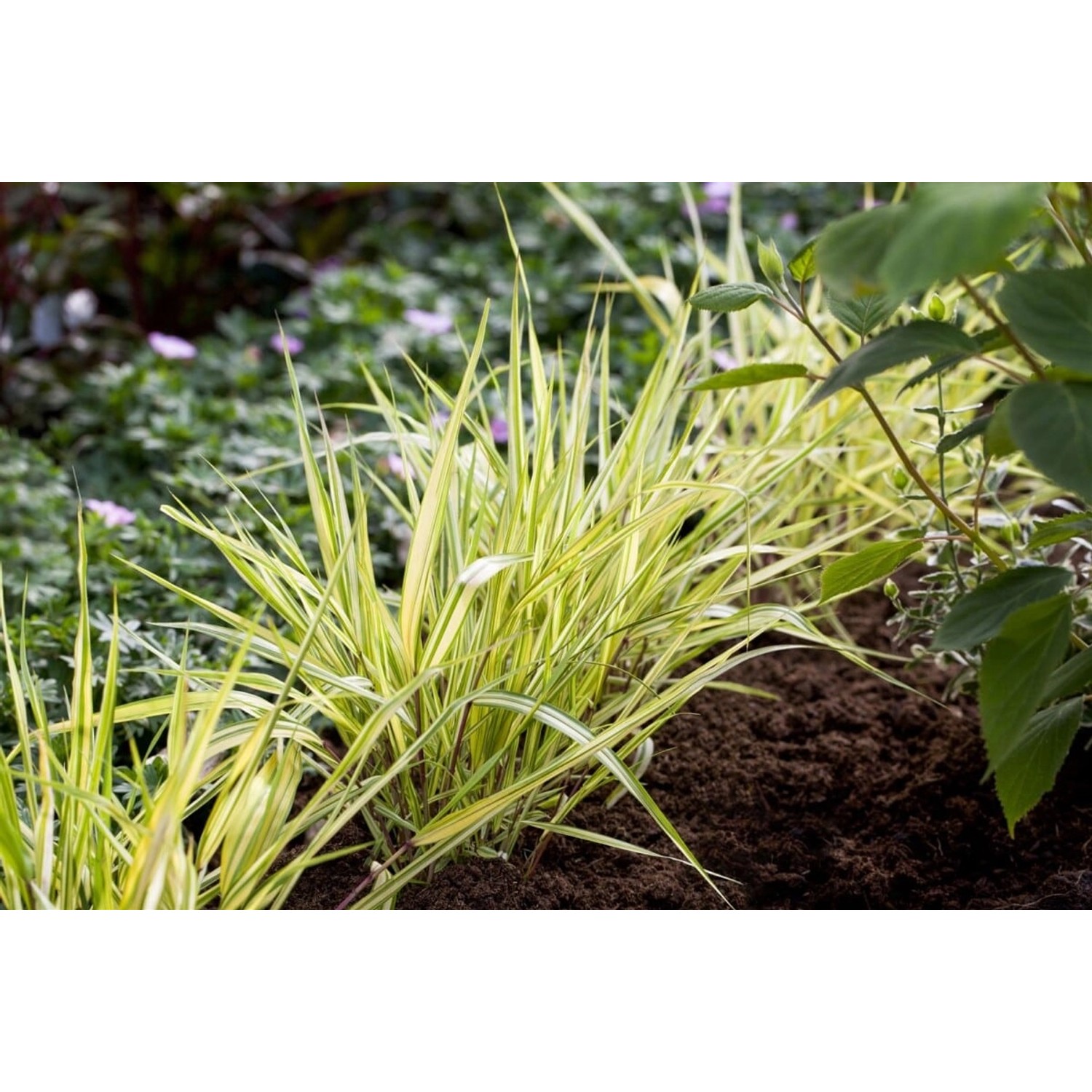 Hakonechloa Macra Aureola Japanisches Berggras Gelb-Grün Ca. 9x9 cm Topf günstig online kaufen