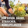 Anwendung von Compo Wurzel-Turbo an einer Rose im Garten.