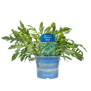 Kiepenkerl Rucola "Wilde Rauke Grazia" Topf-Ø ca. 12 cm Diplotaxis