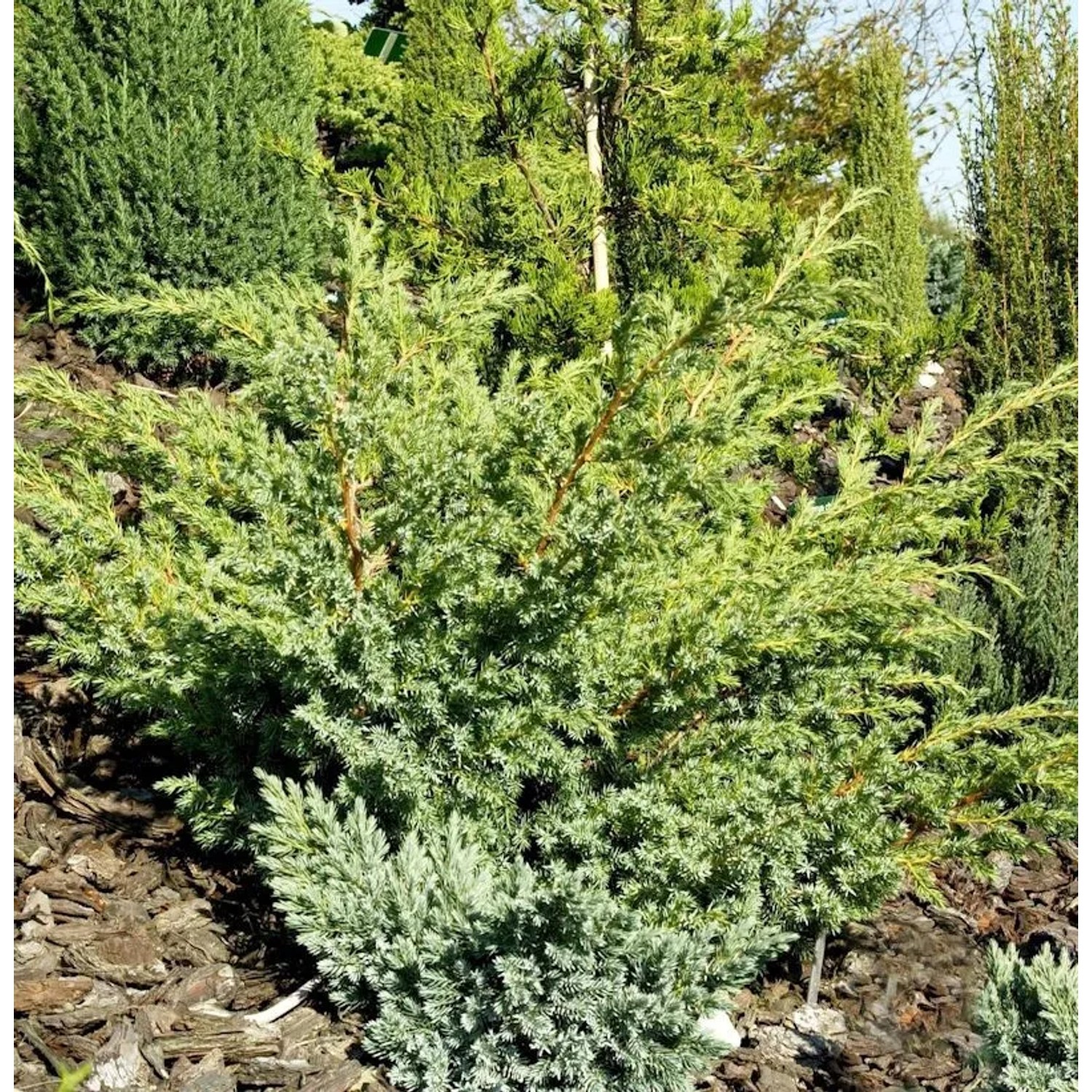 Zwerg Wacholder Little Joanna 20-30cm - Juniperus squamata