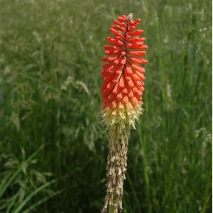 Fackellilie 'Express' (Kniphofia uvaria) mit oranger Blüte im Gartenbeet.