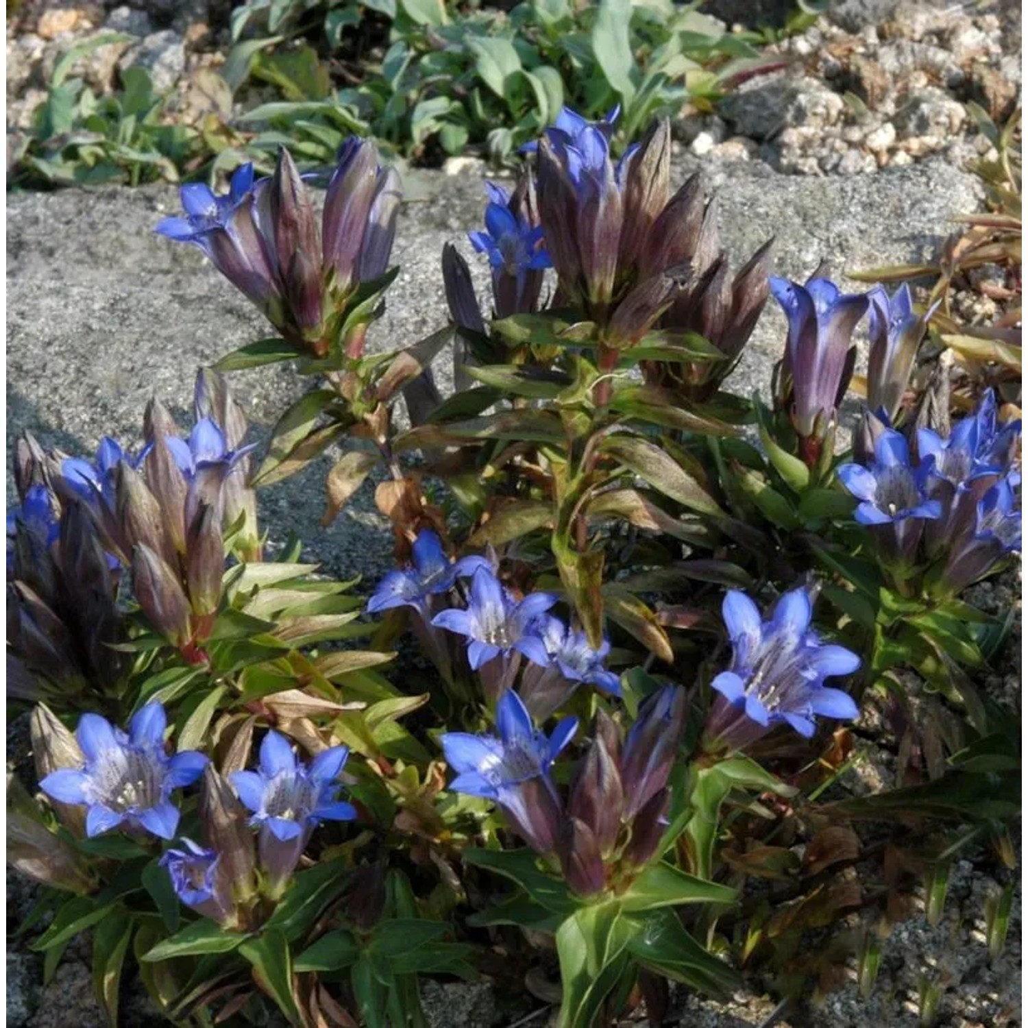 Kaukasus-Enzian - Gentiana septemfida