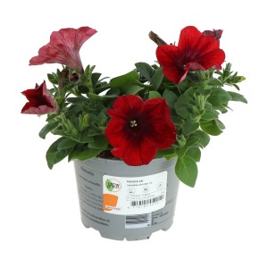GROW by OBI Petunie Cascadia Chili Red im 12 cm Topf, rote Sommerblume für Beet und Balkon.