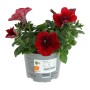 GROW by OBI Petunie Cascadia Chili Red im 12 cm Topf, rote Sommerblume für Beet und Balkon.