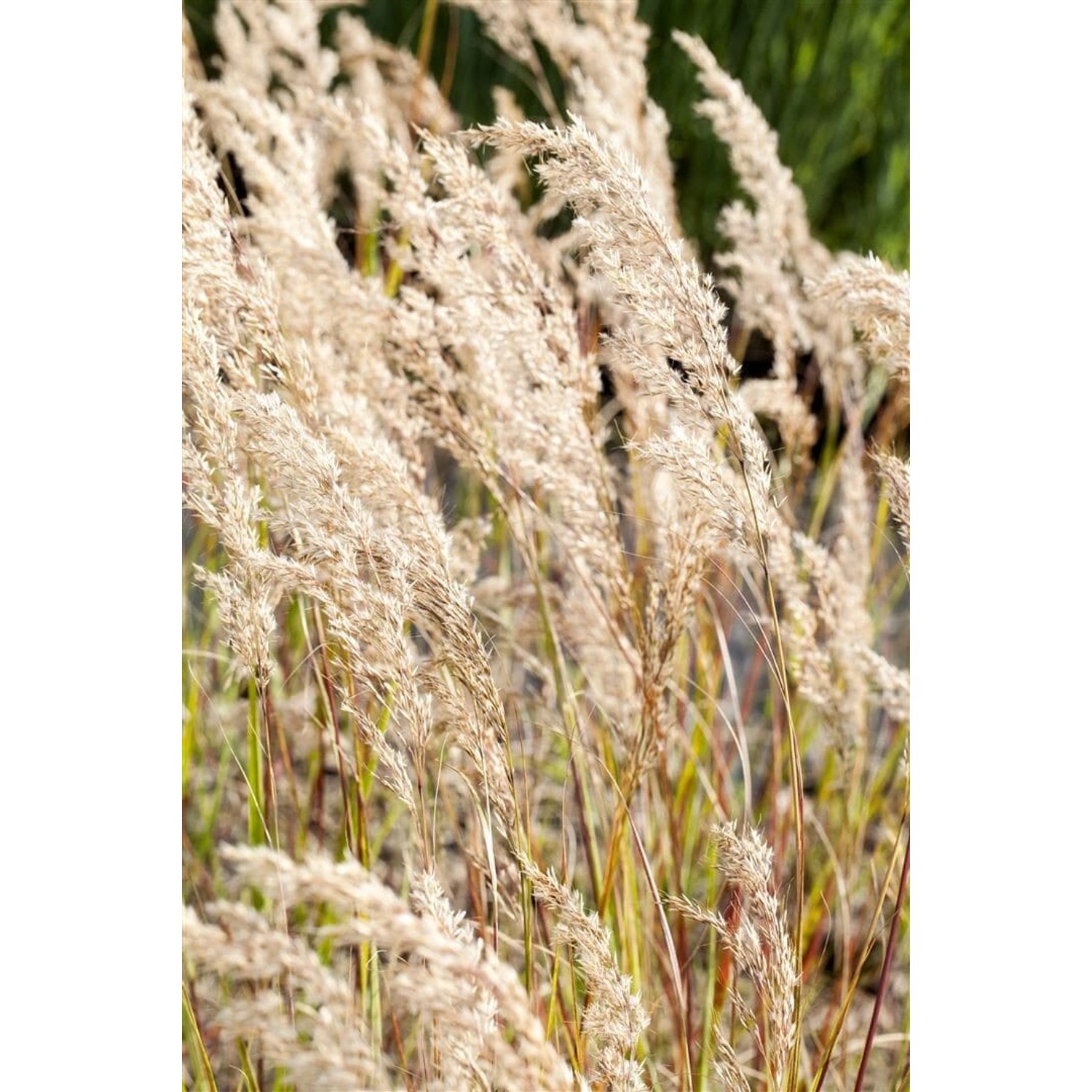Achnatherum Calamagrostis Silberährengras Ca. 9x9 cm Topf günstig online kaufen