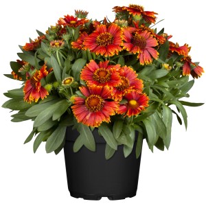 Üppige, orangerote Kokardenblume im Topf, Gaillardia aristata, sonnenliebend und bienenfreundlich.