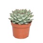 Exotenherz Echeveria Pulidonis im 12cm Topf. Grüne Sukkulente mit rötlichen Blatträndern.