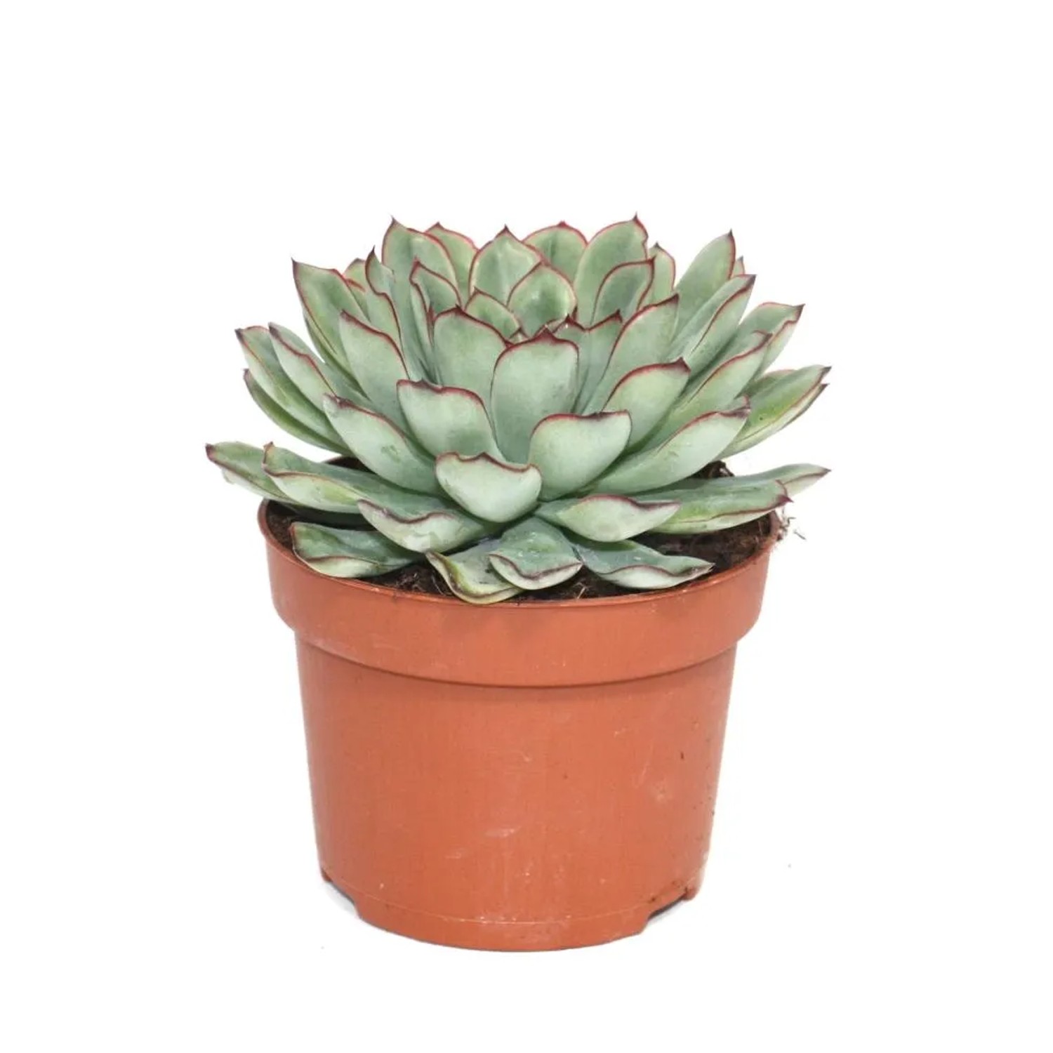 Exotenherz Echeveria Pulidonis im 12cm Topf. Grüne Sukkulente mit rötlichen Blatträndern.