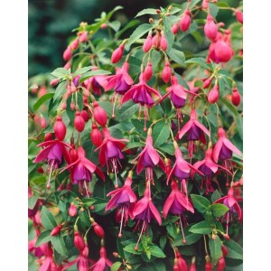Scharlachfuchsie 'Tom Thumb' im Topf, rote und violette Blüten, buschige Zimmerpflanze.