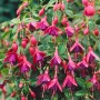 Scharlachfuchsie 'Tom Thumb' im Topf, rote und violette Blüten, buschige Zimmerpflanze.