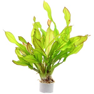 Dennerle Plants Aquariumpflanze Echinodorus Green Chamäleon mit grünen, leicht gewellten Blättern.