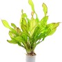 Dennerle Plants Aquariumpflanze Echinodorus Green Chamäleon mit grünen, leicht gewellten Blättern.