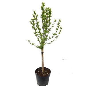 Garteneibisch 'Woodbridge' im Topf, ca. 40 cm hoch. Hibiskus mit grünen Blättern.