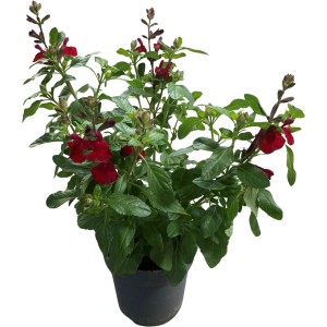 GROW by OBI Pfirsich-Salbei Rot/Rosa Höhe 10-20 cm Topf-Ø ca. 12 Salvia