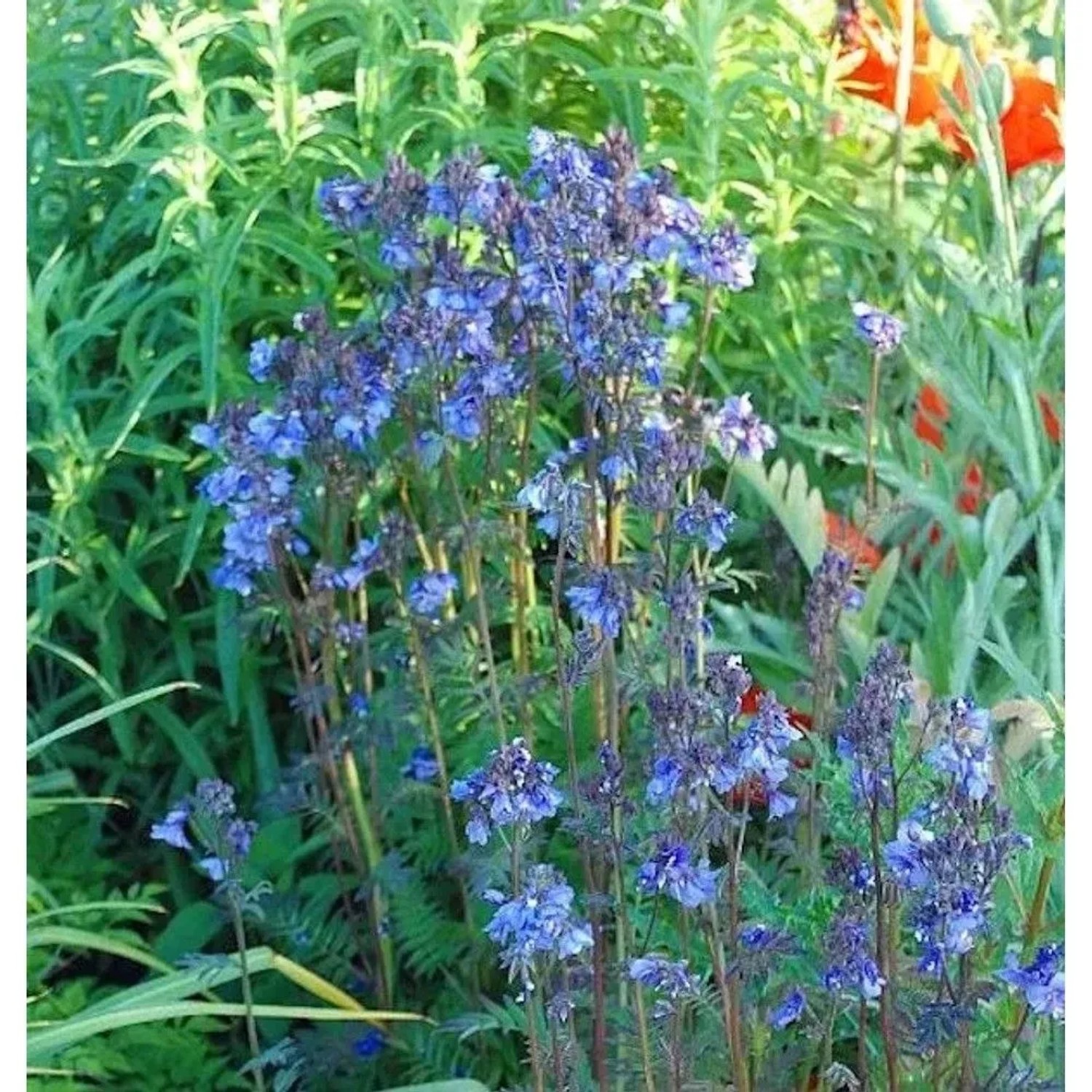Jakobsleiter Purple Rain - Polemonium yezoense