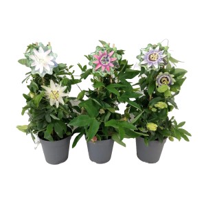 Passionsblume als Pyramide im Topf, verschiedene Farben.