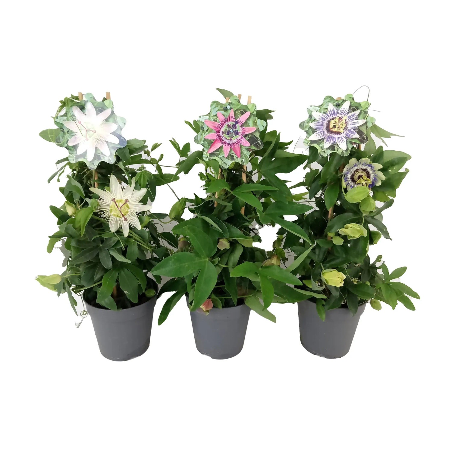 Passionsblume als Pyramide im Topf, verschiedene Farben.