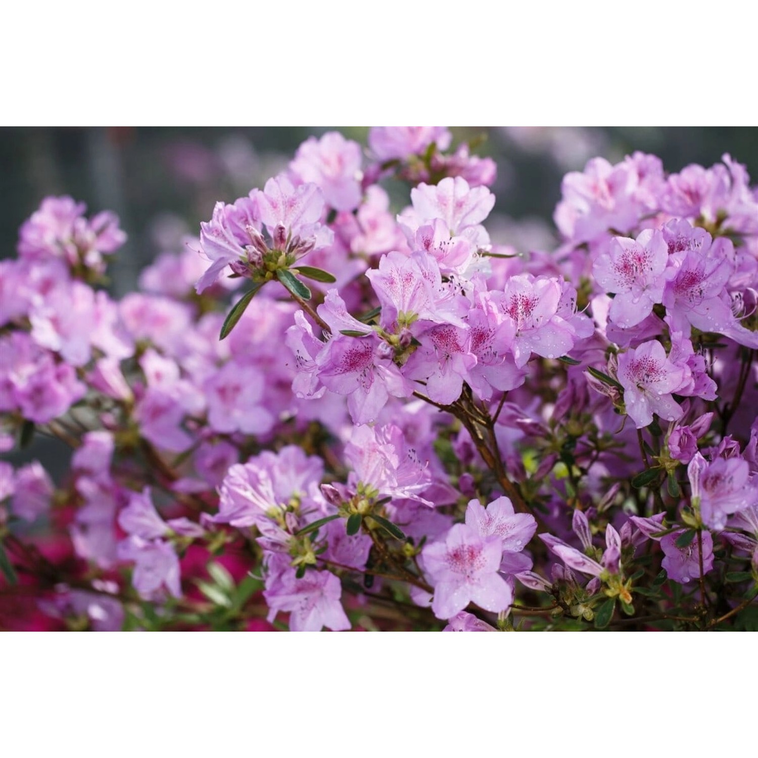 Rhododendron Obtusum Ledikanense Azalee Lila Blüten 20–25 cm günstig online kaufen