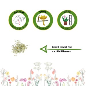 Zyperngras Samen: Aussaat, Ernte, Höhe und Inhalt für ca. 90 Pflanzen.