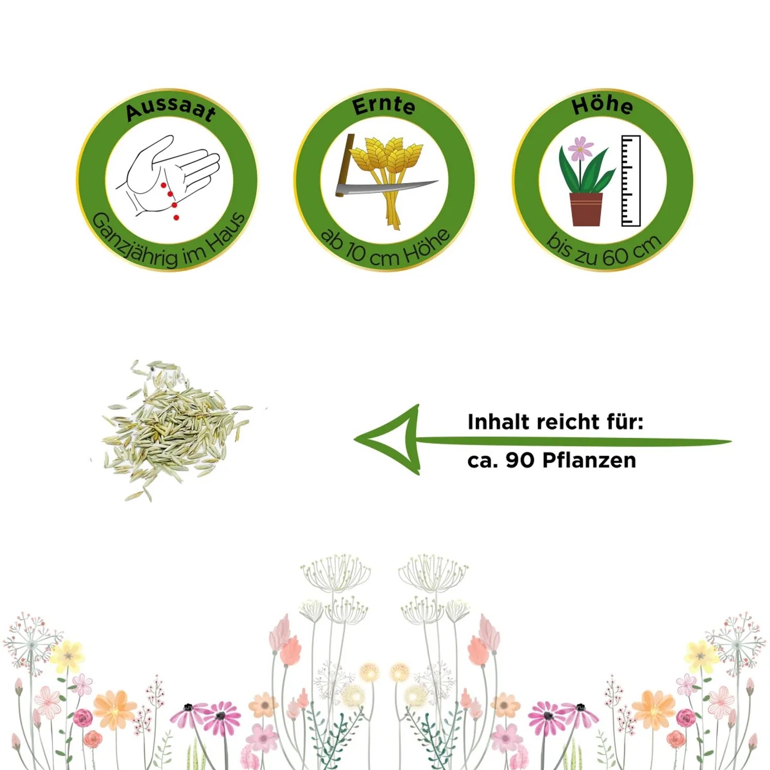 Zyperngras Samen: Aussaat, Ernte, Höhe und Inhalt für ca. 90 Pflanzen.