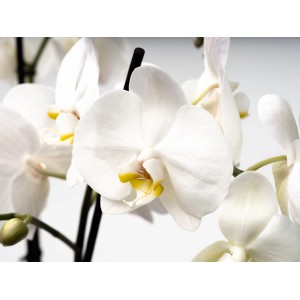 Weiße Schmetterlingsorchidee Cambridge mit gelber Lippe im Topf, ca. 60-70 cm hoch.