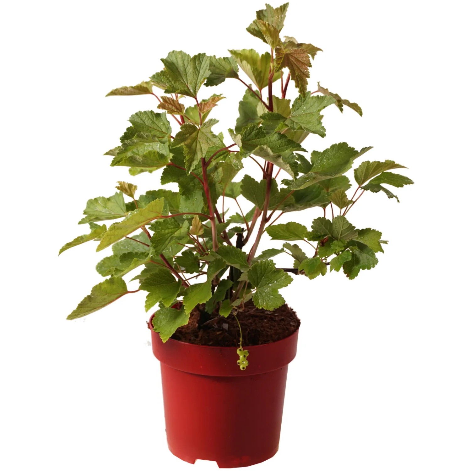 Weiße Johannisbeere "Vit Jätte" Höhe ca. 30 cm Topf ca. 3,4 l Ribes sativa
