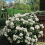 Üppiger, weiß blühender Rhododendron Cunninghams White im Garten, ca. 20-30 cm hoch.