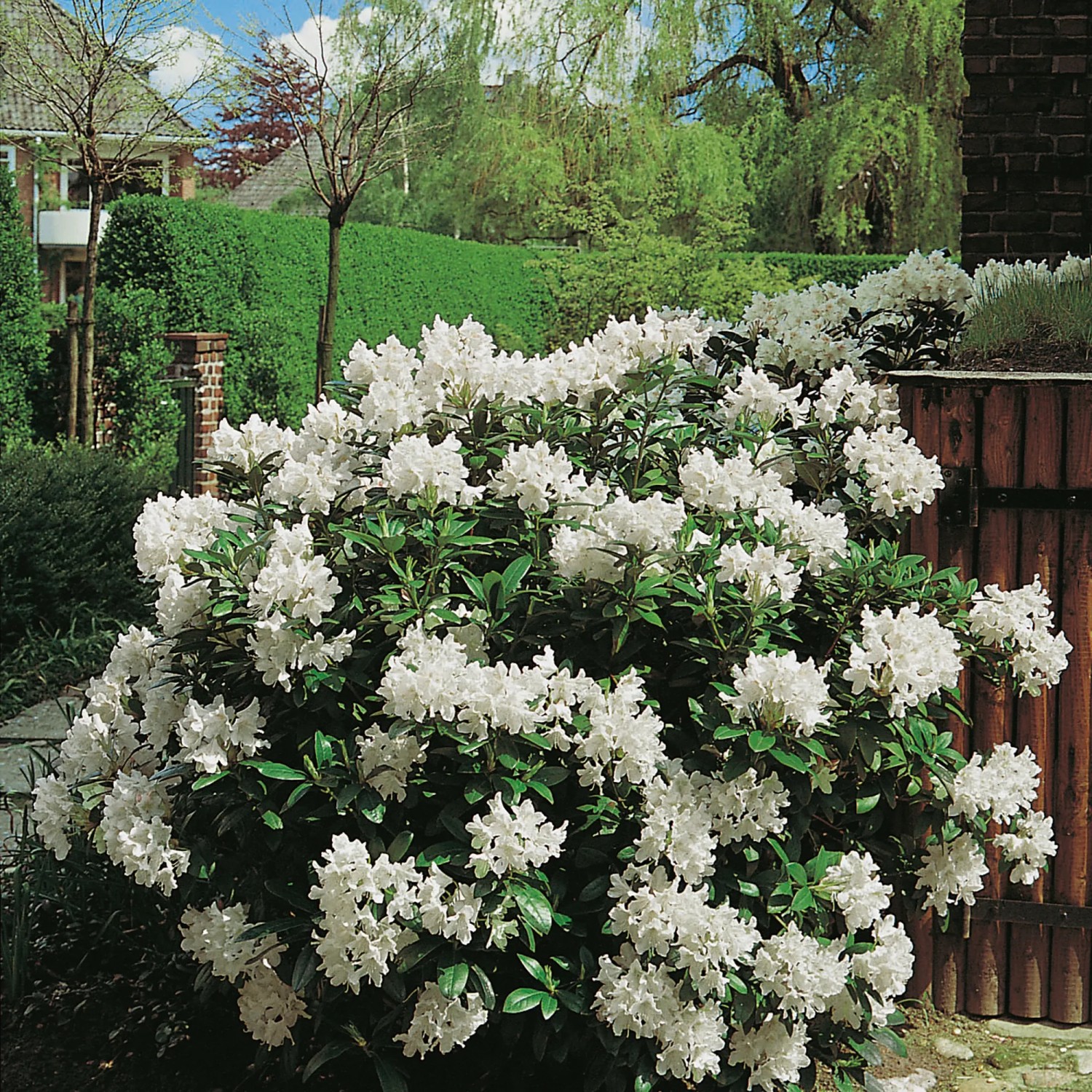GROW by OBI Rhododendron Pflanze Cunninghams White wei 20-30 cm 5 l kaufen  bei OBI