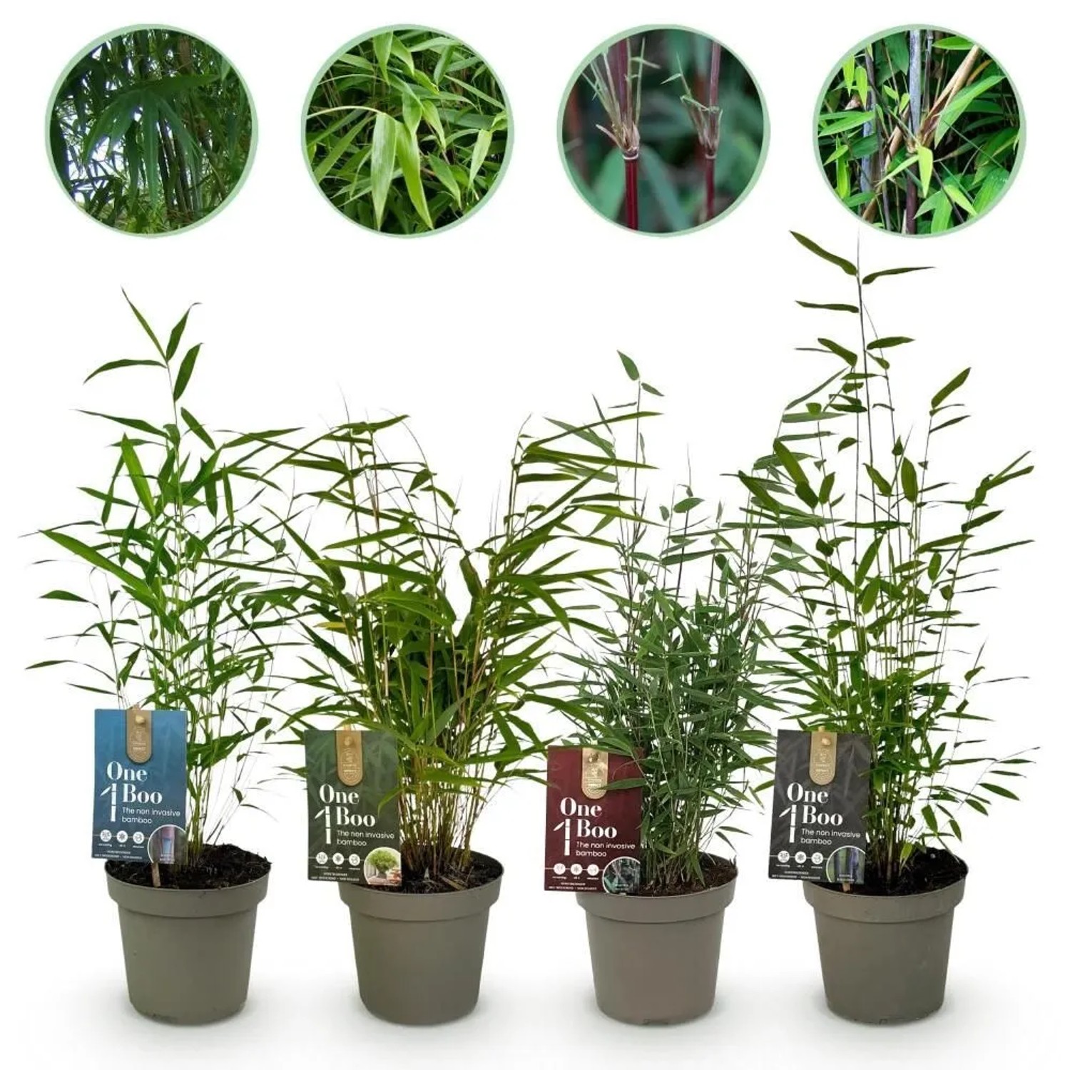 Exotenherz Bambus Fargesia Mix Rainbow 4er Set Pot 14cm Höhe 35cm