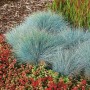 Blau-Schwingel 'Elijah Blue' im Garten: Dekorative, blaue Gräser als Bodendecker.
